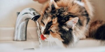 Breakthrough water filter eliminates endlessly chemical substances utilizing modified graphene oxide