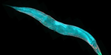 Love or immortality: A brief story