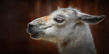 Meta’s shock Llama 4 drop exposes the hole between AI ambition and actuality