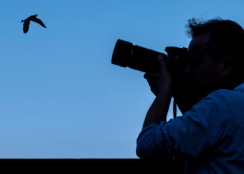 Brazilian artist makes use of AI to show a hen’s music into music