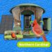 Finest Chook Feeders With Cameras, Examined and Reviewed (2025)