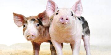 The US has accredited CRISPR pigs for meals