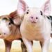 The US has accredited CRISPR pigs for meals