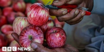 Indian scientists seek for the proper apple