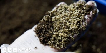 Ought to we be letting flies eat our meals waste?