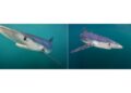 Merging AI and underwater images to disclose hidden ocean worlds | MIT Information