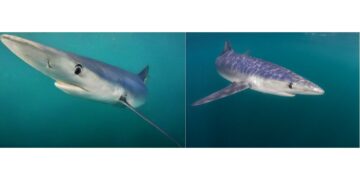 Merging AI and underwater images to disclose hidden ocean worlds | MIT Information