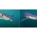 Merging AI and underwater images to disclose hidden ocean worlds | MIT Information