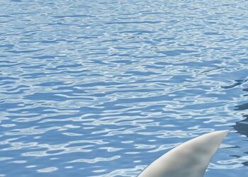 What’s Extortionware? How Cyberextortion Differs From Ransomware