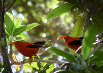 How AI helps advance the science of bioacoustics to save lots of endangered species