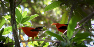 How AI helps advance the science of bioacoustics to save lots of endangered species