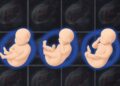 Machine-learning device offers docs a extra detailed 3D image of fetal well being | MIT Information
