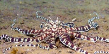 HeartCrypt’s wholesale impersonation effort – Sophos Information