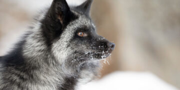 Silver Fox APT Abuses Home windows Driver in Energetic Marketing campaign