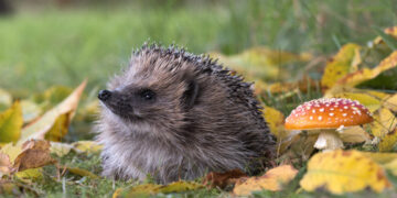 Can AI detect hedgehogs from house? Perhaps for those who discover brambles first.