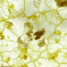 This startup thinks slime mould can assist us design higher cities