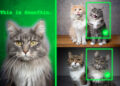 Methodology teaches generative AI fashions to find personalised objects | MIT Information