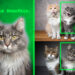 Methodology teaches generative AI fashions to find personalised objects | MIT Information