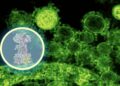 AI maps how a brand new antibiotic targets intestine micro organism | MIT Information