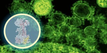 AI maps how a brand new antibiotic targets intestine micro organism | MIT Information