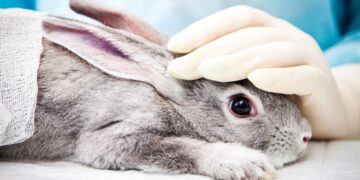These applied sciences may assist put a cease to animal testing