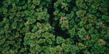 How one can Construct Stakeholder Personas for Social Influence Communications