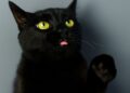 2 Cyber Execs Admit to Being BlackCat Ransomware Associates