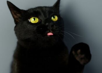 2 Cyber Execs Admit to Being BlackCat Ransomware Associates