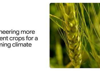 How AlphaFold helps scientists engineer extra heat-tolerant crops