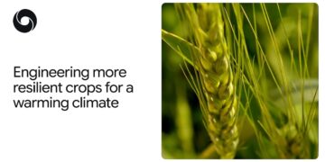 How AlphaFold helps scientists engineer extra heat-tolerant crops