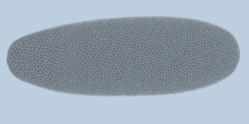 Deep-learning mannequin predicts how fruit flies kind, cell by cell | MIT Information