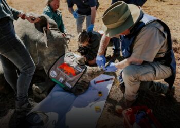 The Obtain: Radioactive rhinos, and the rise and rise of peptides