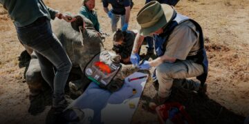 The Obtain: Radioactive rhinos, and the rise and rise of peptides