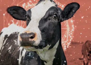 The Bay Space’s animal welfare motion desires to recruit AI