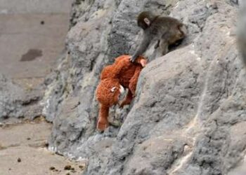 As we speak's Video games Can Really feel "Soulless," However Can Punch The Monkey Change That?