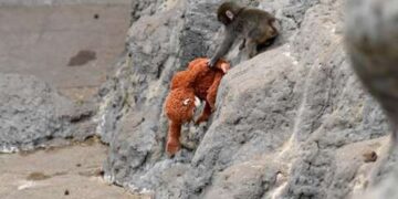 As we speak's Video games Can Really feel "Soulless," However Can Punch The Monkey Change That?