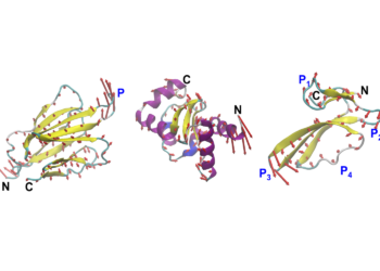 MIT engineers design proteins by their movement, not simply their form | MIT Information
