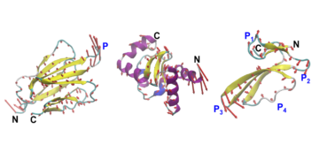 MIT engineers design proteins by their movement, not simply their form | MIT Information