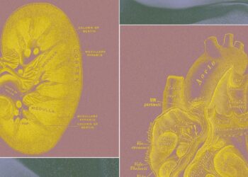 A Billionaire-Backed Startup Desires to Develop ‘Organ Sacks’ to Change Animal Testing