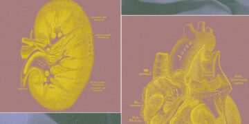 A Billionaire-Backed Startup Desires to Develop ‘Organ Sacks’ to Change Animal Testing