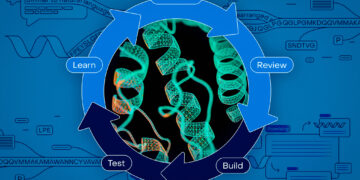 Bringing AI-driven protein-design instruments to biologists all over the place | MIT Information