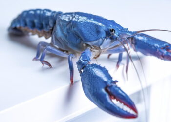 OpenClaw provides customers but one more reason to be freaked out about safety