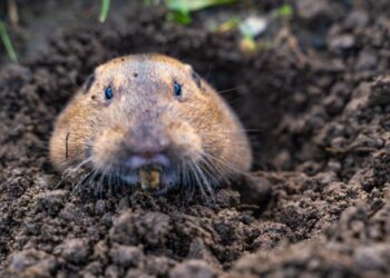 Unwary Chinese language Hackers Hardcoded Credentials into Backdoors