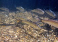 Augmenting citizen science with laptop imaginative and prescient for fish monitoring | MIT Information