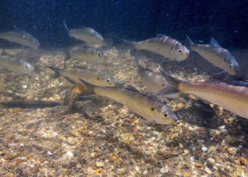 Augmenting citizen science with laptop imaginative and prescient for fish monitoring | MIT Information