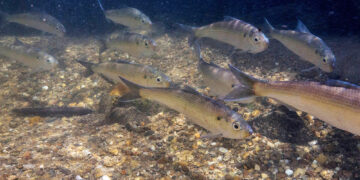 Augmenting citizen science with laptop imaginative and prescient for fish monitoring | MIT Information