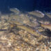 Augmenting citizen science with laptop imaginative and prescient for fish monitoring | MIT Information