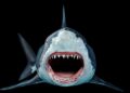Automated ‘Megalodon’ Marketing campaign Spreads GitHub Repo Backdoors