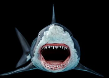 Automated ‘Megalodon’ Marketing campaign Spreads GitHub Repo Backdoors