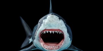 Automated ‘Megalodon’ Marketing campaign Spreads GitHub Repo Backdoors